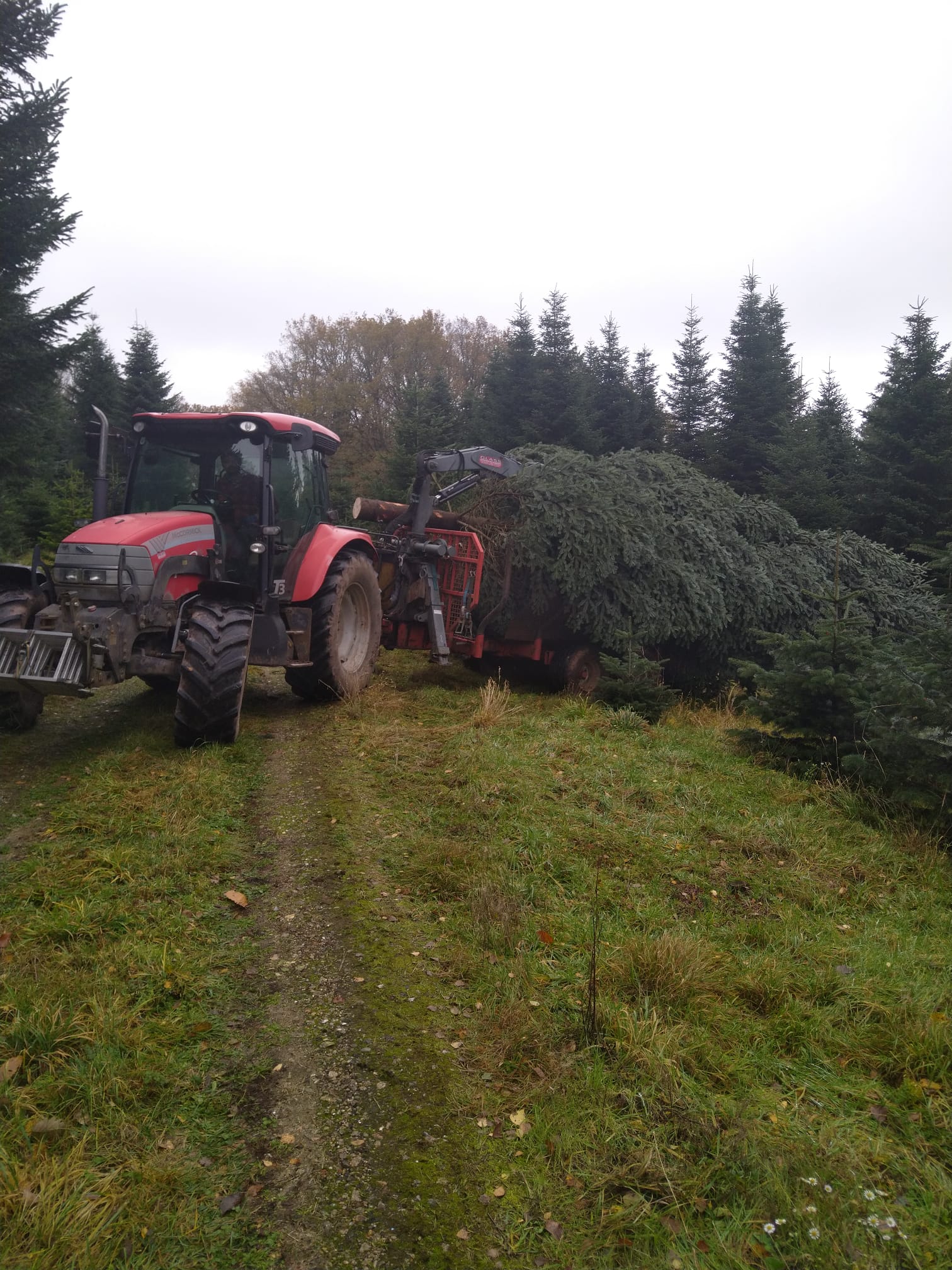 Der Weihnachtsbaum steht